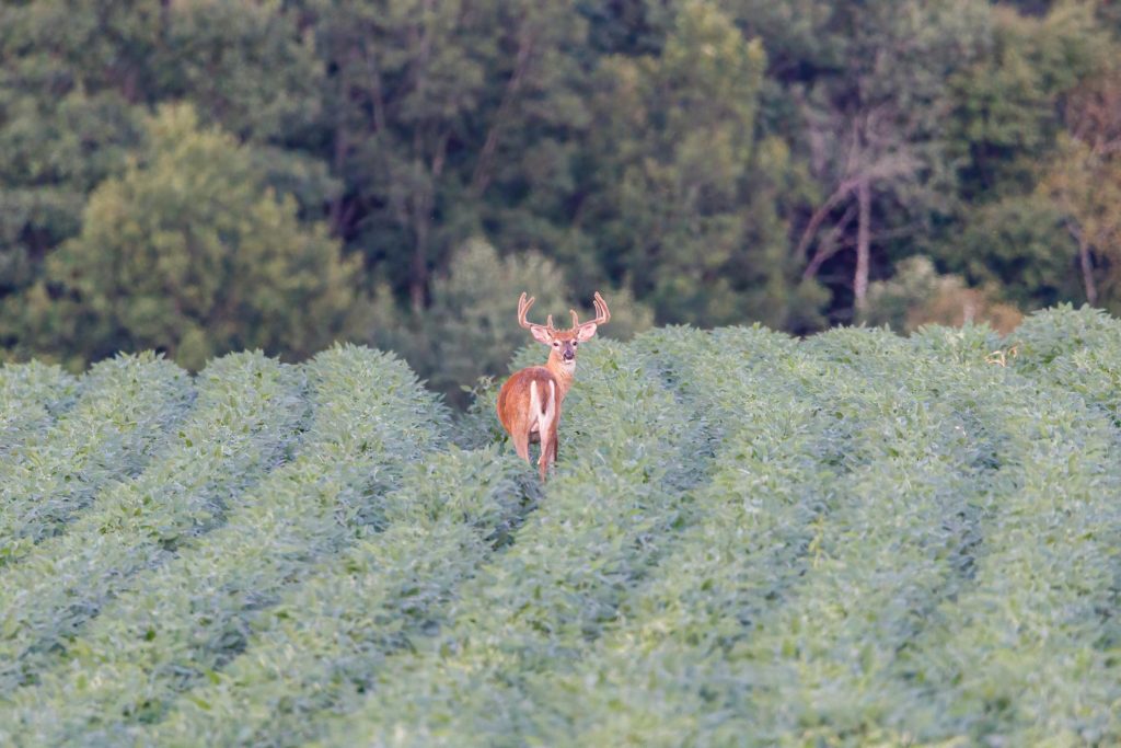 buck in a food plot