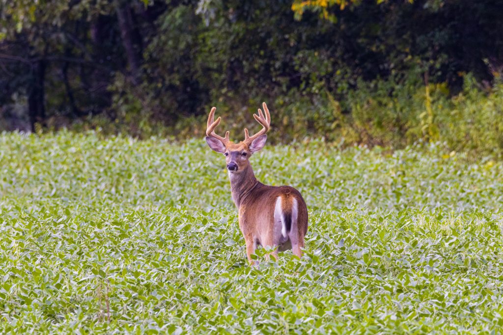 Photo of a deer in a food plot from an outdoors writer