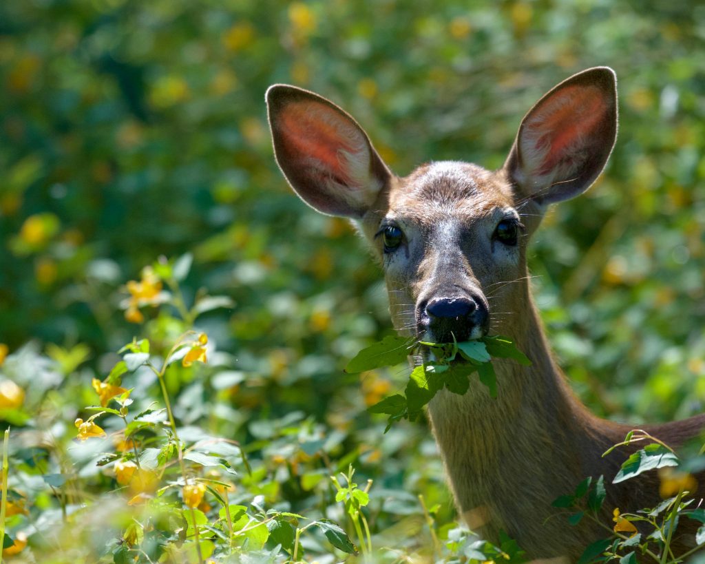 Photo of a feeding doe from an outdoors writer