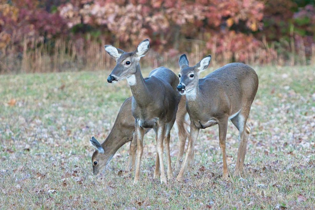 deer feeding in a food plot