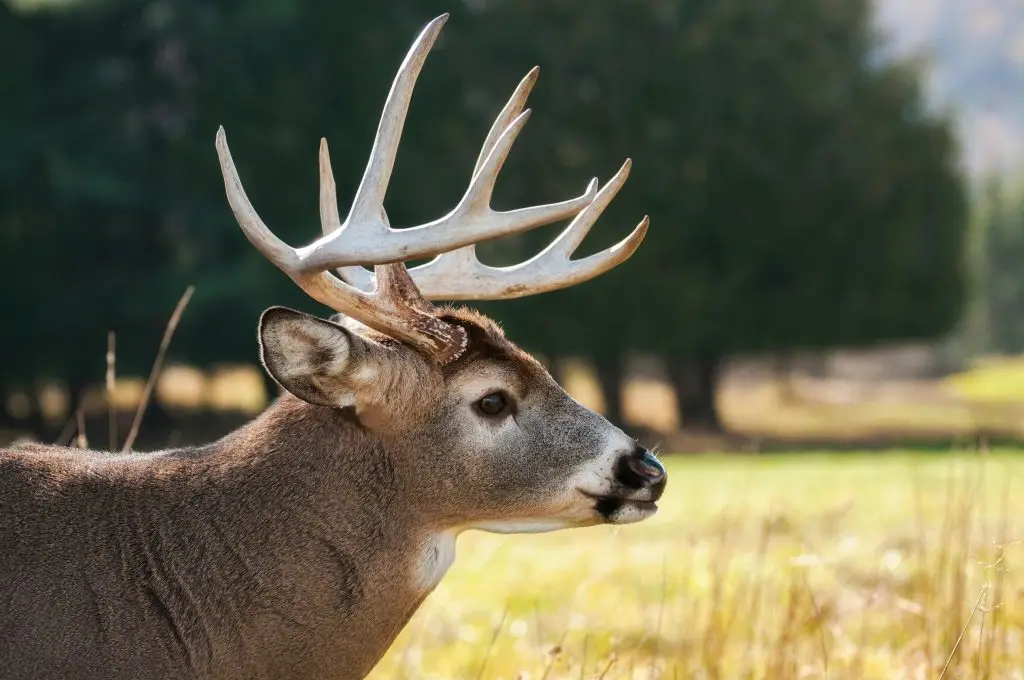 Buck deer used as an example of outdoors copywriting services